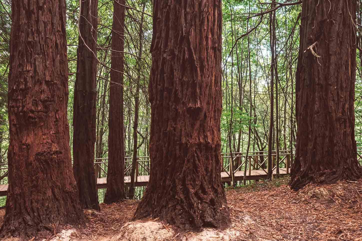 Mejores bosques